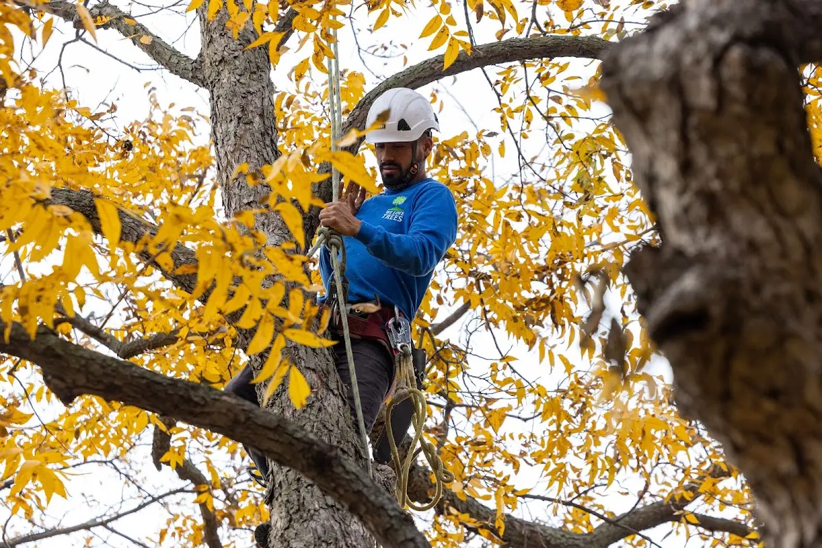 Skilled Dead Tree Removal crew working in Newton