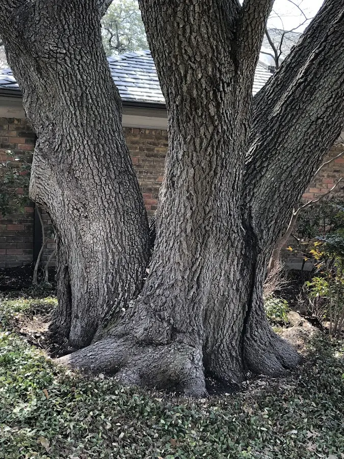 Mature heritage tree close to a Newton property cared for by certified arborists